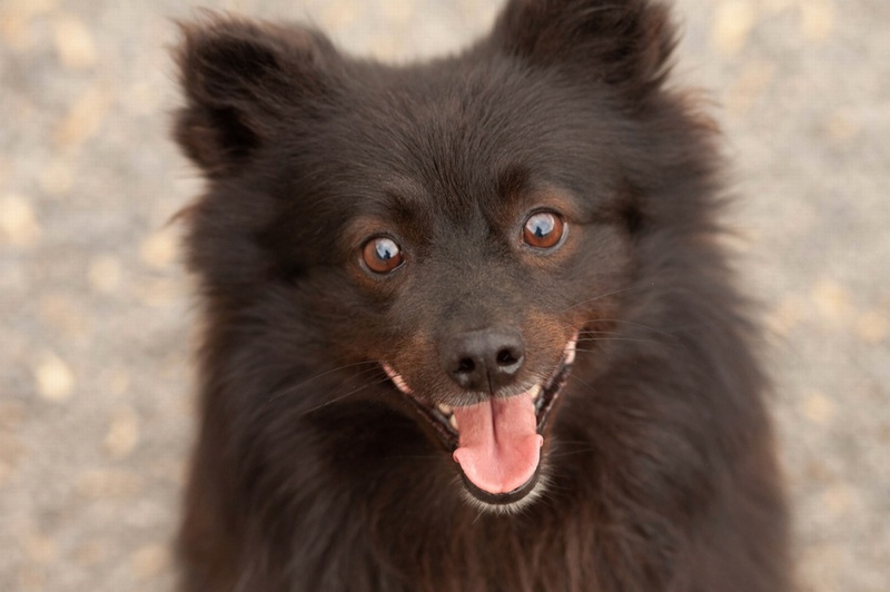 Dog Name 53